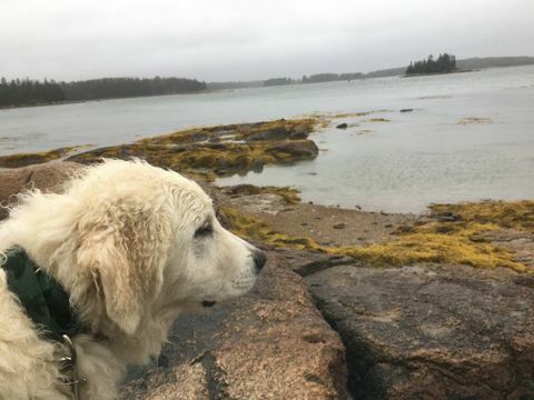 Olympia i sitt nye hjem i Maine.