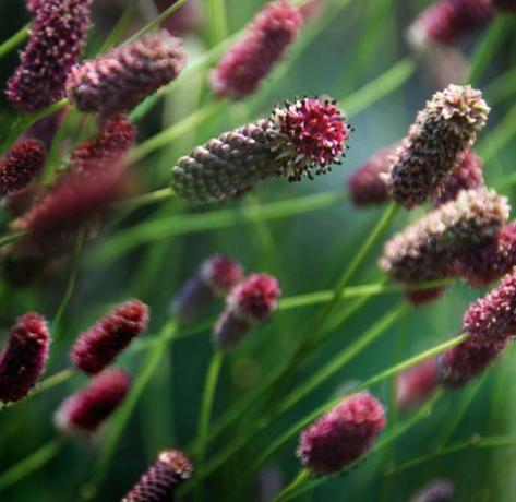 Sanguisorba planteblomst