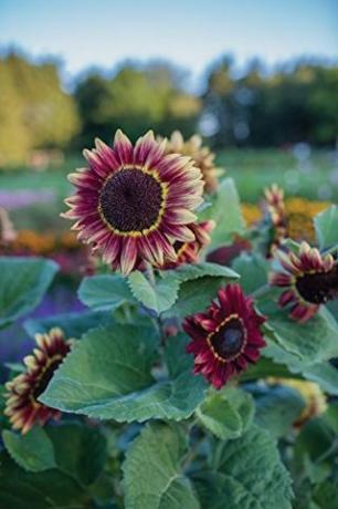 'Crimson Blaze' Seeds