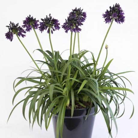 agapanthus ‘black jack’rhs plant of the year-konkurranse 2023