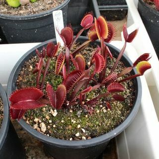 7 ALLE RØDE VARIETER Venus Flytrap frø