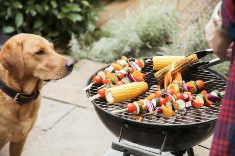 Labradorhund ser interessert på mat på grillmat