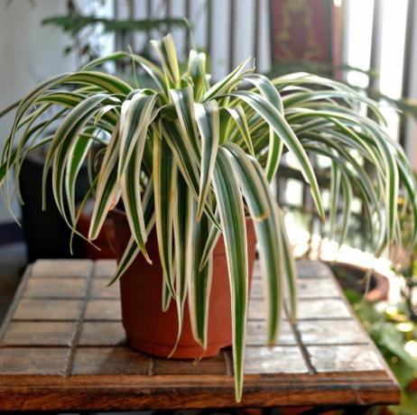 edderkoppplante på et trebord hjemme balkong