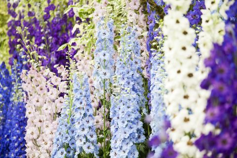 blomstershow delphiniums