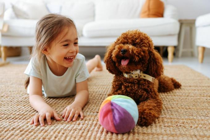 kjærlighet mellom kjæledyr og lille eier, liten jente og lekepuddel som leker hjemme