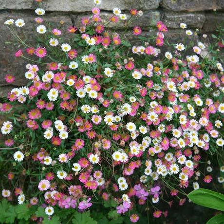 vindusbokser erigeron