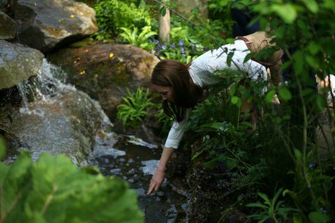 rhs chelsea blomster show 2019 pressedag