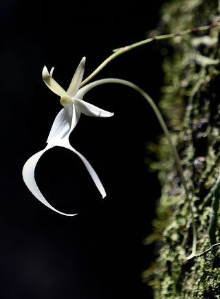 Storbritannias mest truede planter avslørt - Ghost Orchid