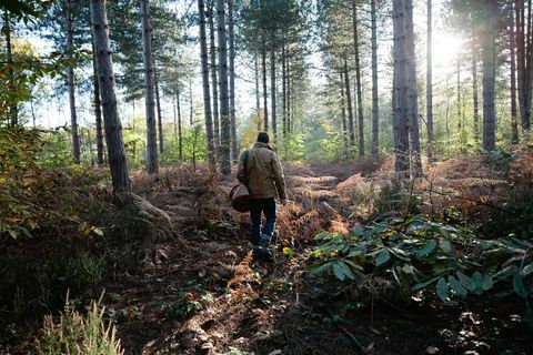 fôr gangende skog