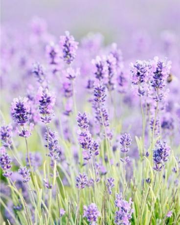 blomstrer av cotswolds lavendel ved snowshill