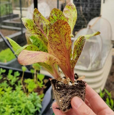 hva du skal gjøre i hagen i april salatfrøplante