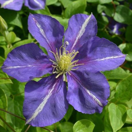 Clematis 'Prince Louis' - RHS