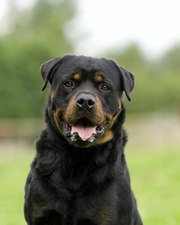 portrett av en rottweilerhund med plass til kopi