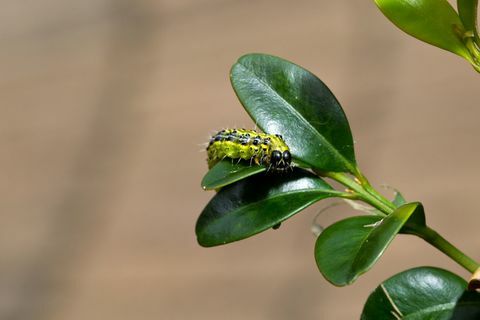 Box Tree Moth larve på blad