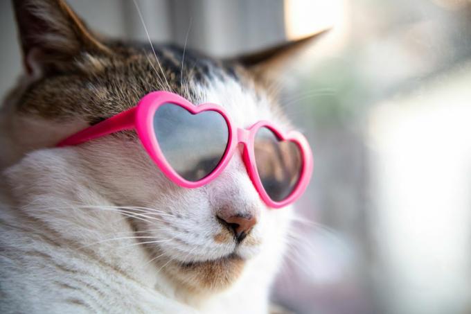 katt med hjerteformede solbriller