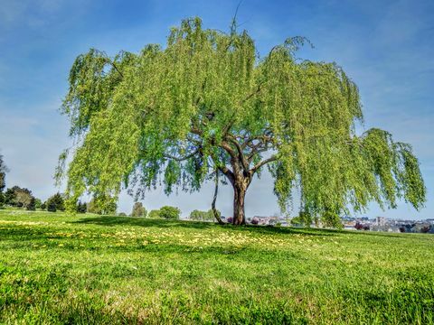 Skog Scene. Willow