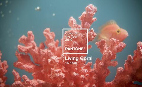 Årets Pantone-farge 2019 - Living Coral