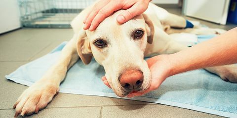 Hund på veterinærene