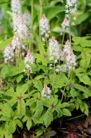 skumblomst tiarella er en flerårig blomst som vokser i skyggefulle områder