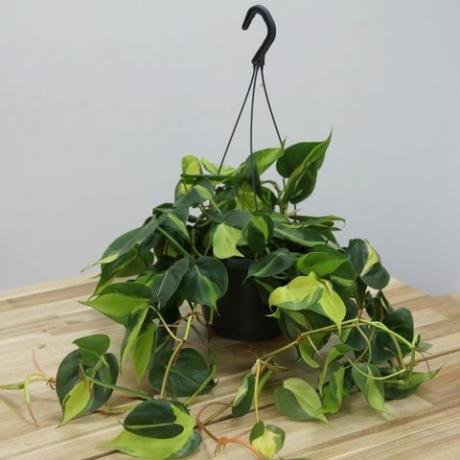 innendørs hengende planter: Philodendron skandaler 'Brasil'