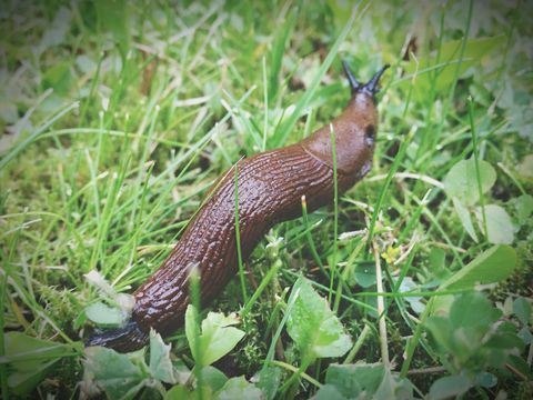 Stor brun snegle på gresset