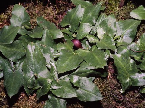 mus hale plante asarum proboscideum