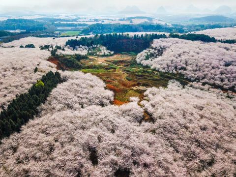 Kirsebærtrær på Pingba gård i Guiyang, Guizhou-provinsen Kina