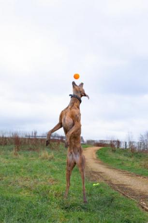 kobber redningshundball