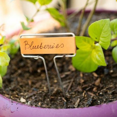 Å plante blåbærplante i en hage som plante potten