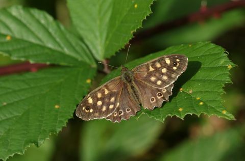 en ganske flekkete tre sommerfugl, pararge aegeria, som ligger på et blad i en skogglede i Storbritannia