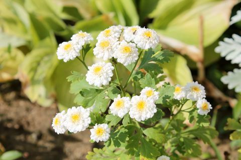 hvite doble blomster av achillea ptarmica eller europeisk pellitory i hagen