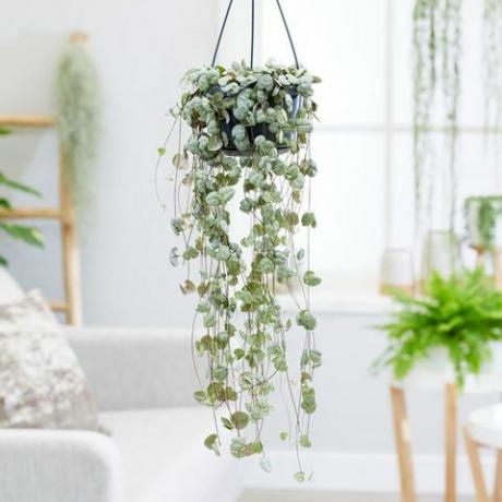 beste innendørs hengende planter: CEROPEGIA WOODII - STRING OF HEARTS