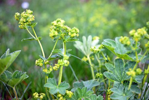 på nært hold av blomstrende damemantel