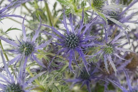 Eryngium 'Blue Waves' - Chelsea Flower Show - årets anlegg 2018