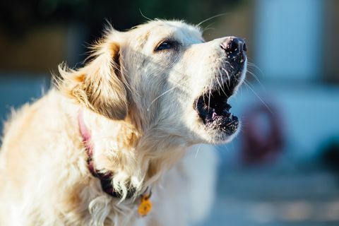 Nærbilde av hund med munnen åpen ser bort