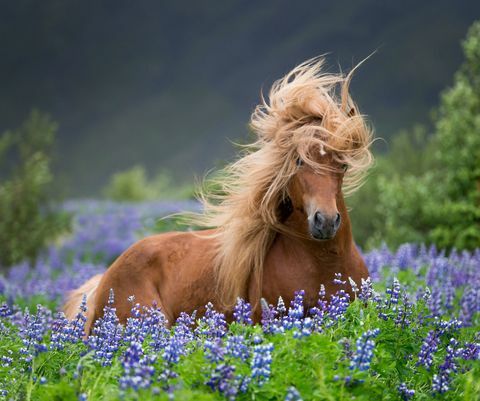 Hest med vakkert hår