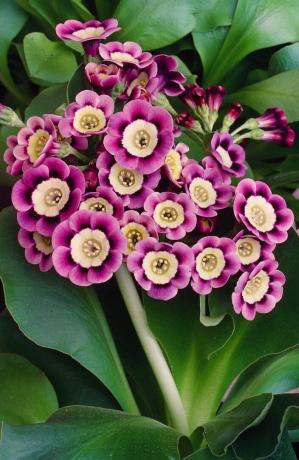 Primula auricula