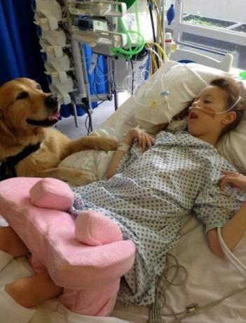 Terapihunder er blitt introdusert på et barnesykehus for å hjelpe med å lette angst