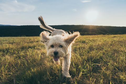 portrett av hund som går på gress mot himmelen