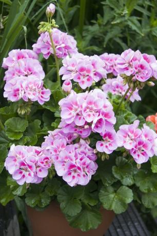 Rosa geranium (Pelargonium) 'Sunrise Katinka'