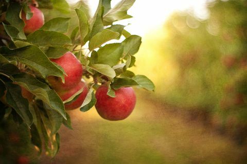 epler på tre - frukthage