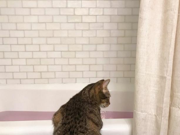 katt ser i badekar fylt med vann