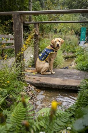 førerhundvalp i trening, blits, avbildet i håndverkerhagen på rhs chelsea som ble opprettet i år for å feire 90 år med førerhundpartnerskap i Storbritannia. Flash er en kvinne, åtte måneder gammel labrador oppkalt etter førerhunders 90-årsjubileum bildedato mandag 20. september 2021fotografi av christopher ison ©07544044177chrischristopherisoncomwwwchristopherisoncom