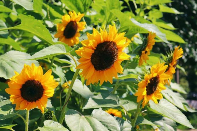 solsikker nydelige solfylte blomster på en solrik sommerdag