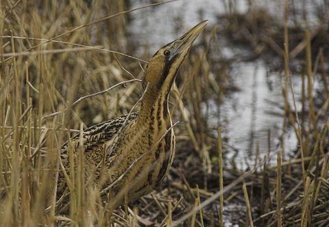 Utsikt, av, en, voksen, Bittern, (Botaurus, stellaris), mating, inn, ei, siv, fra, 'Bittern, vaktpunkt', i, Lee Valley, Country Park