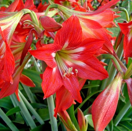 Røde Amaryllis-blomster i hagen