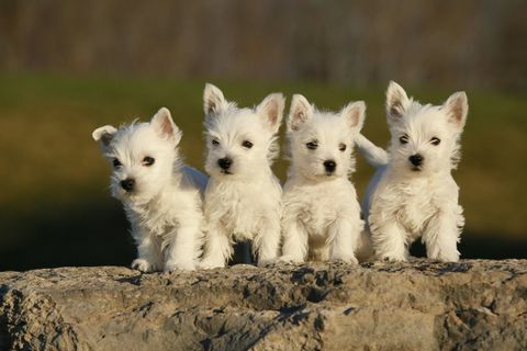 West highland terrier valper