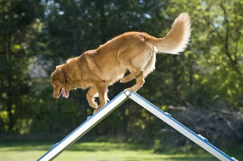 Retriever på toppen av A-ramme