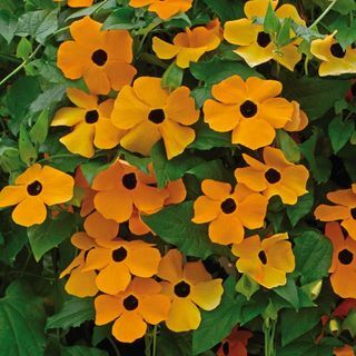 Black eyed susan vine 'Suzie Orange with Eye' 