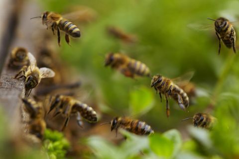 Honey bee flying